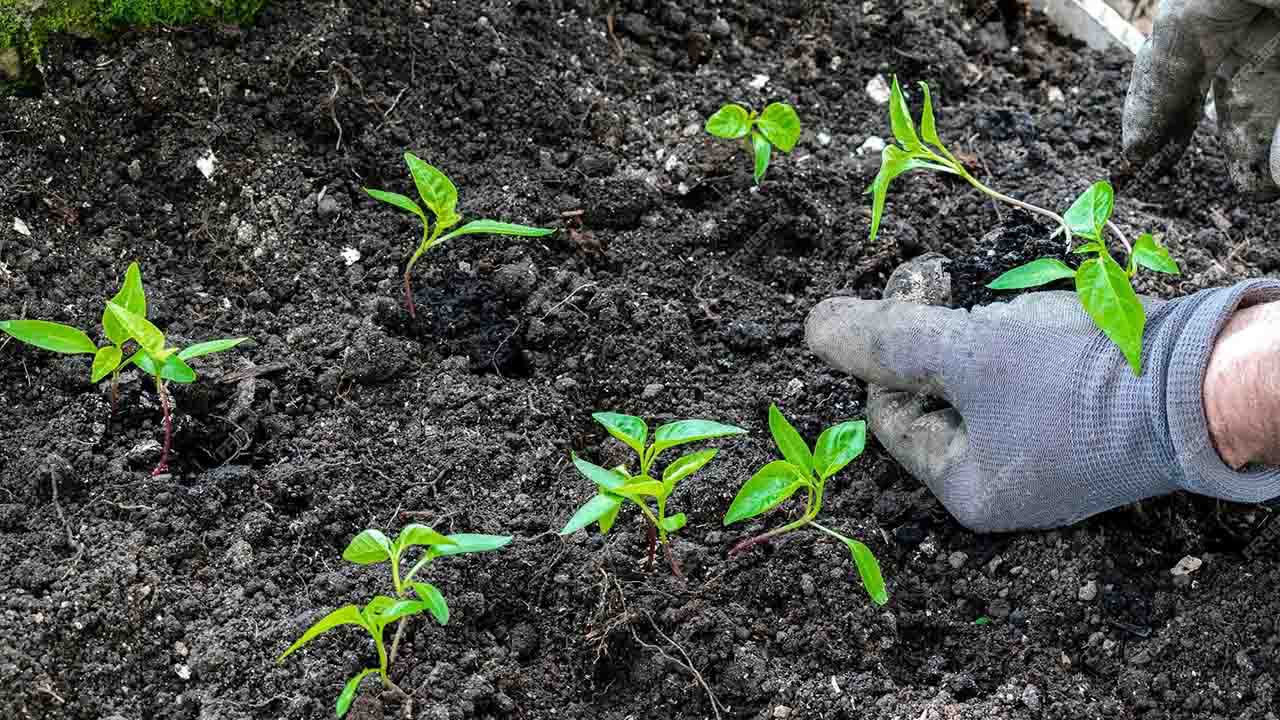 Aprende A Cultivar Tus Propios Alimentos Con Este Curso Gratis De